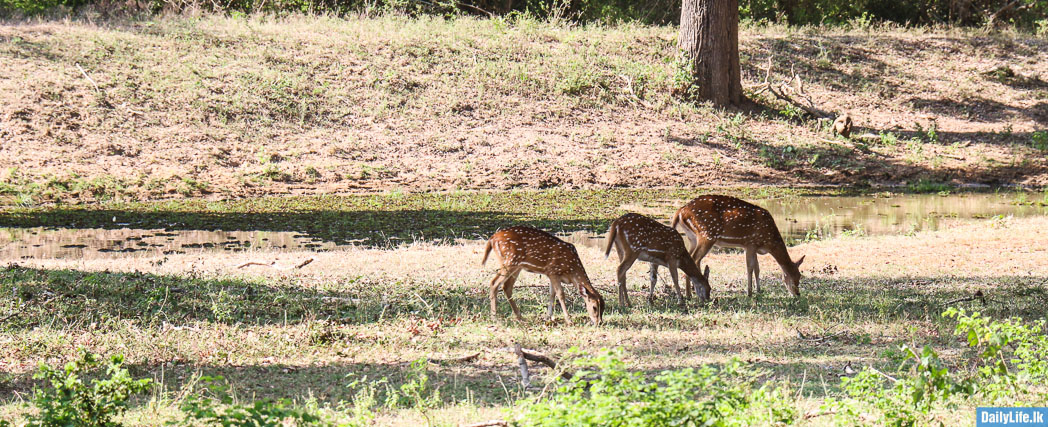 Deer at Yala